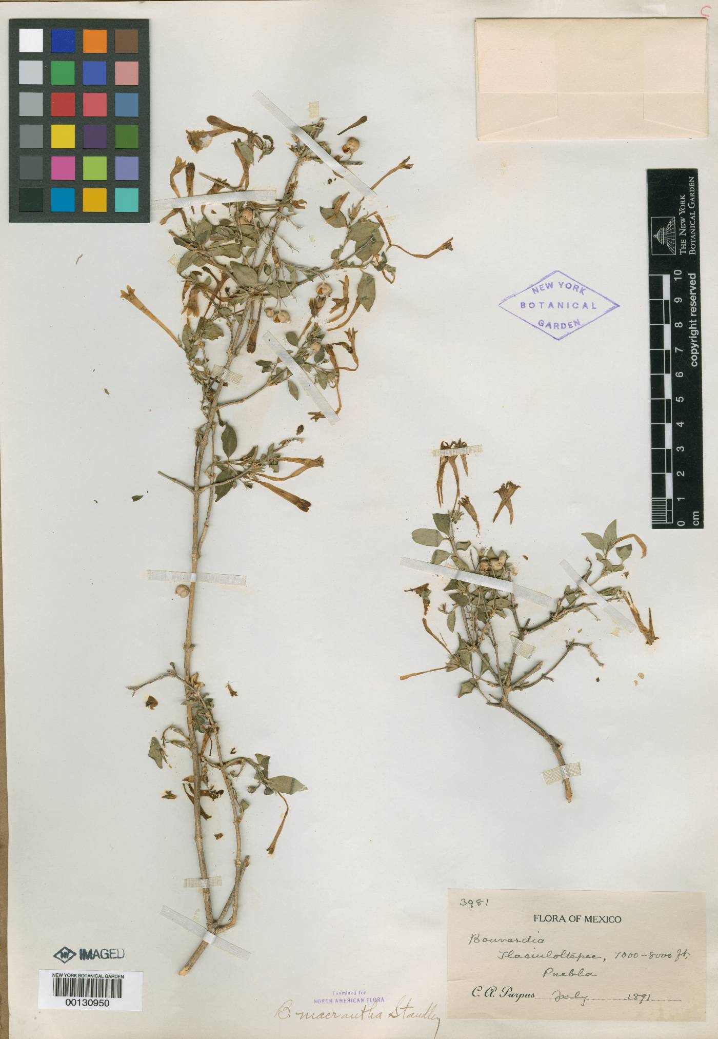 Bouvardia multiflora image