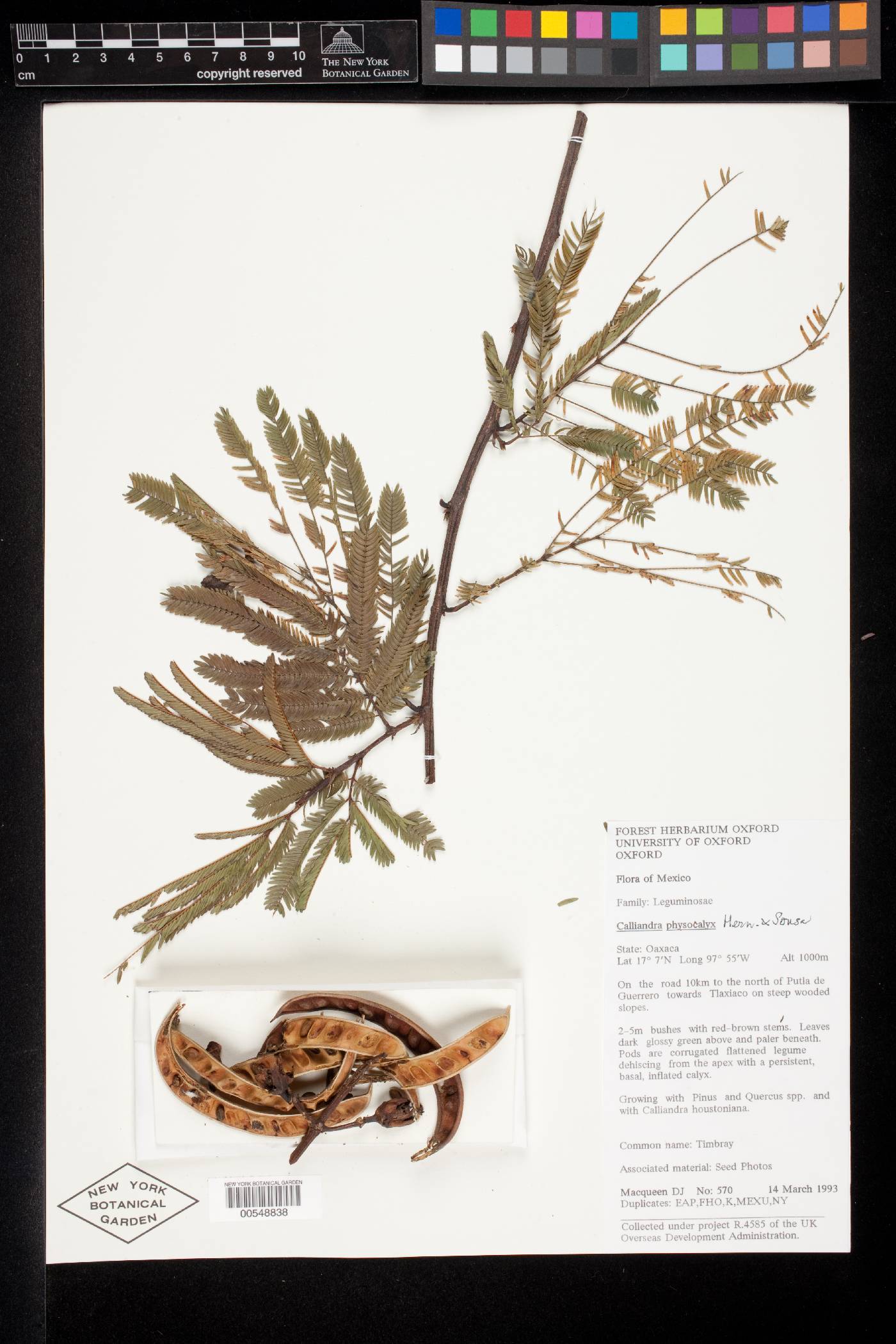 Calliandra physocalyx image