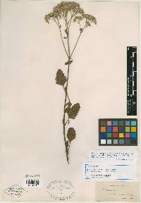 Eupatorium mikanioides image