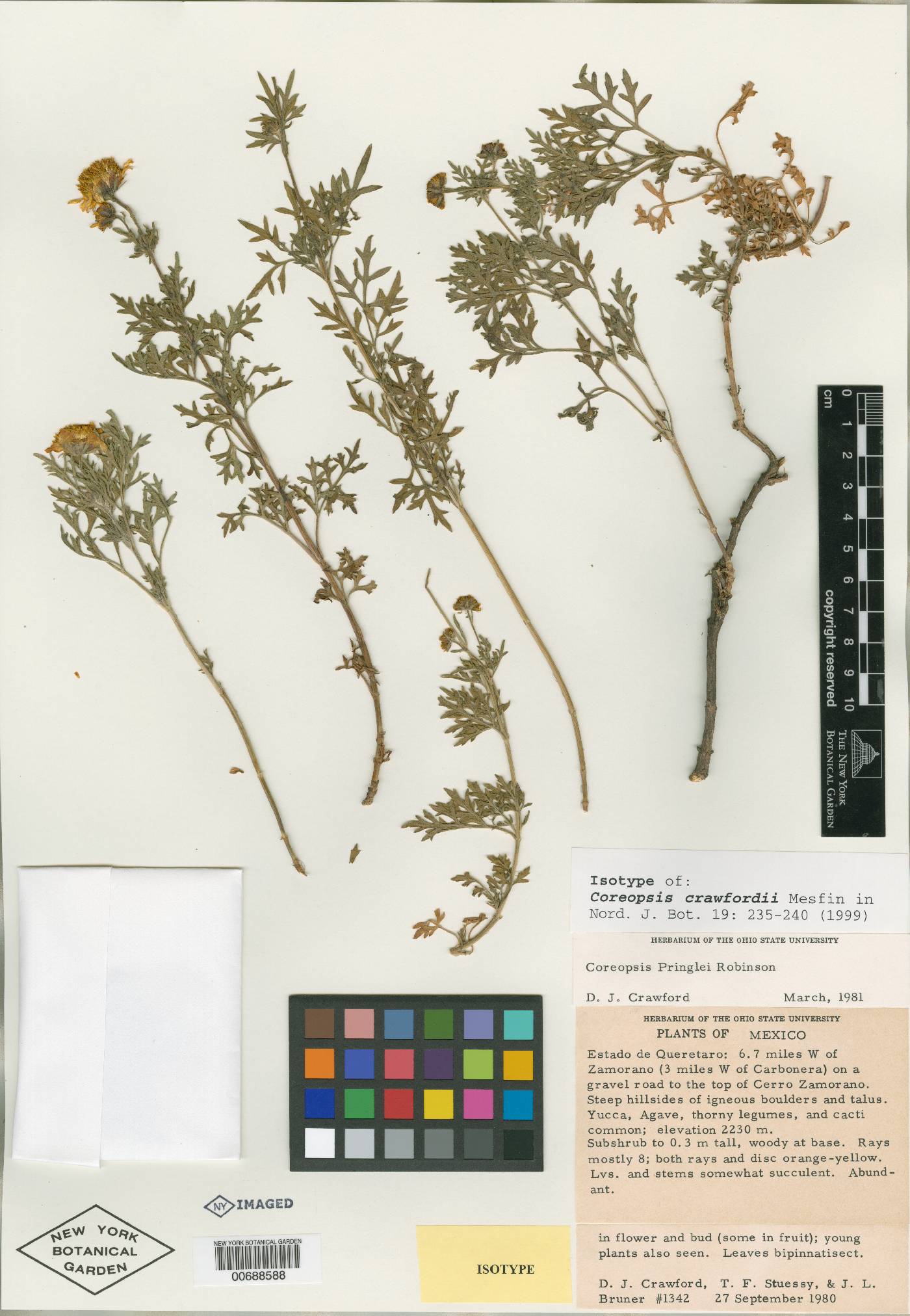 Coreopsis crawfordii image