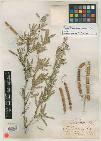 Prosopis tamaulipana image