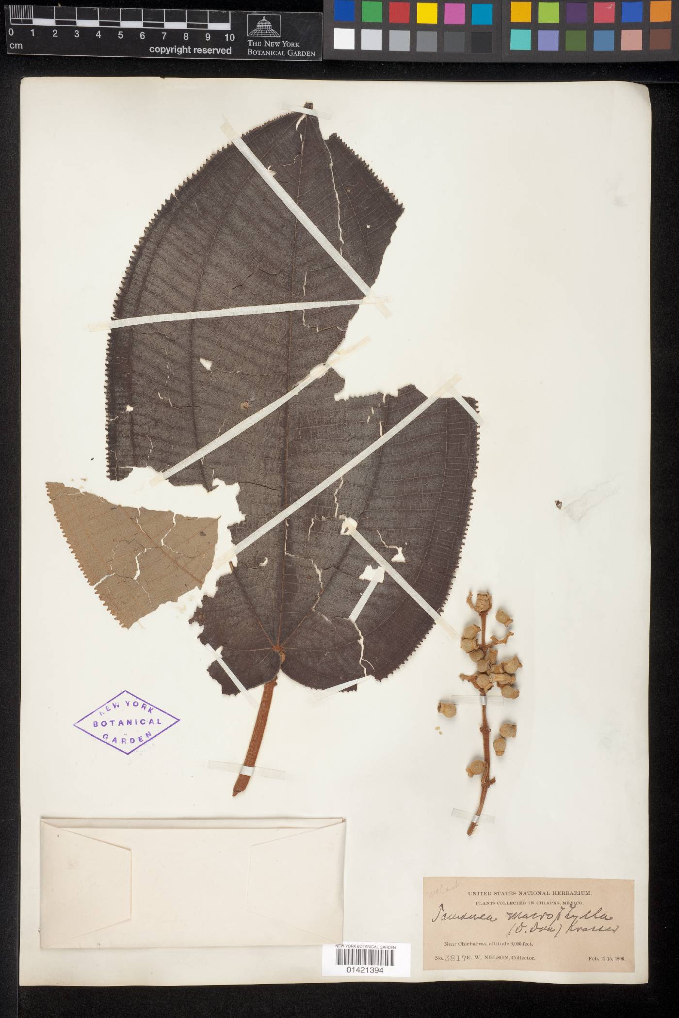 Miconia serrulata image