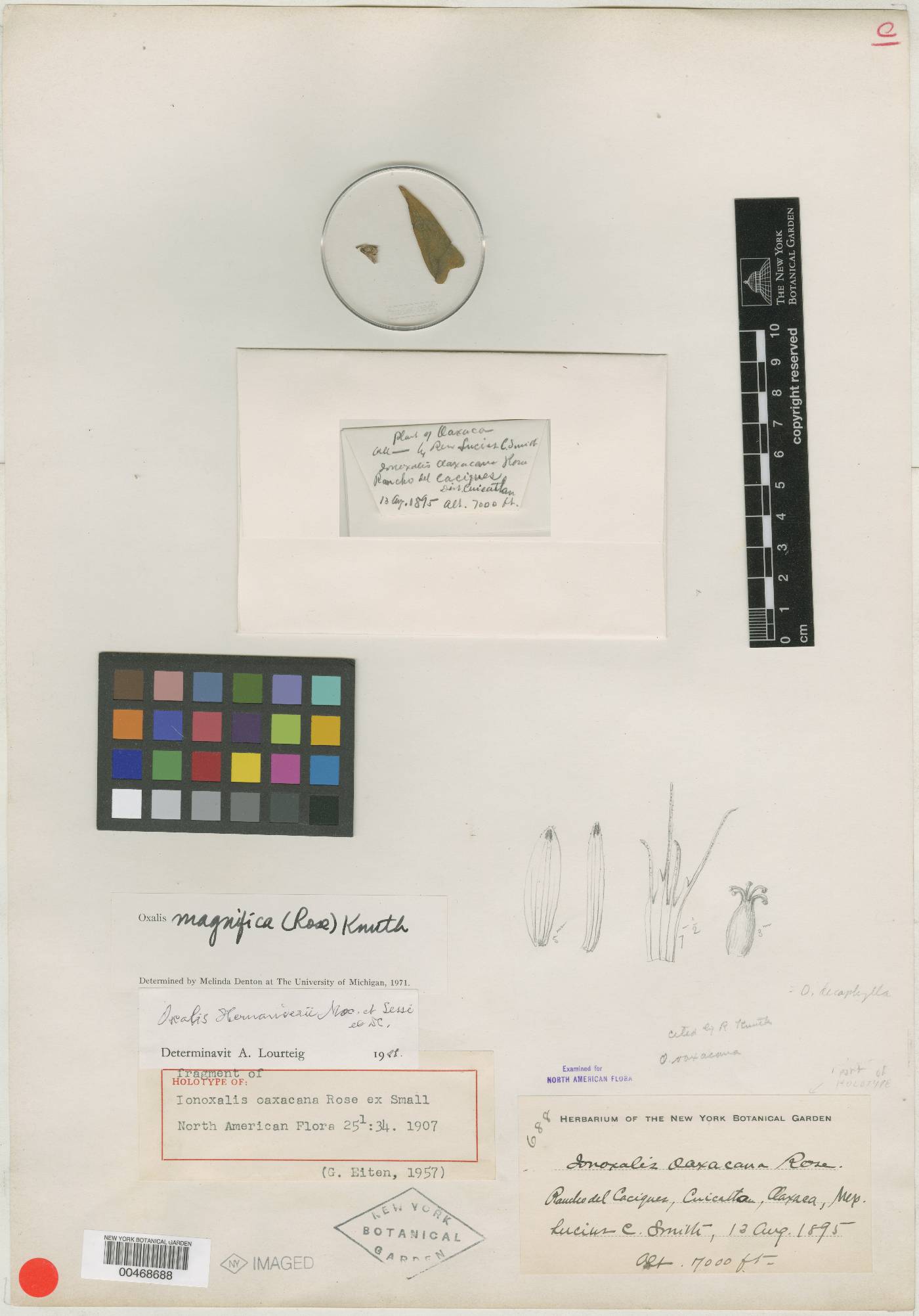 Oxalis magnifica image