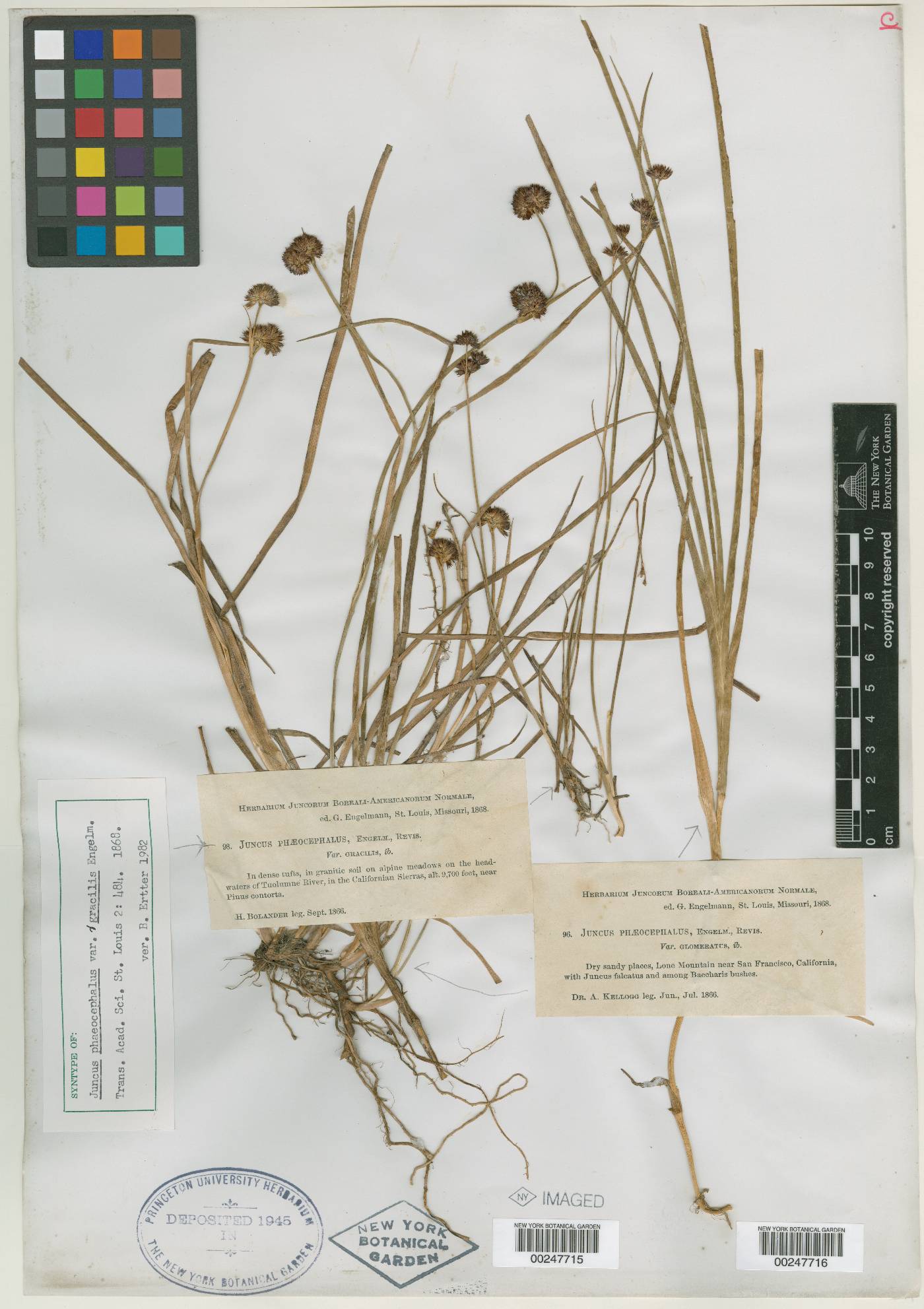 Juncus phaeocephalus var. gracilis image