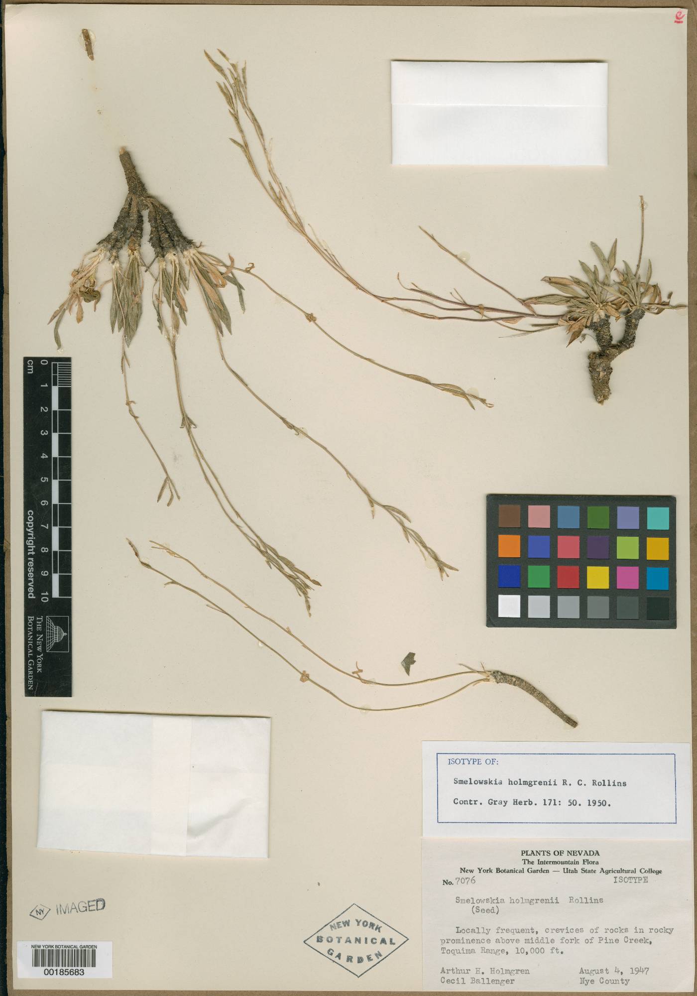 Nevada holmgrenii image