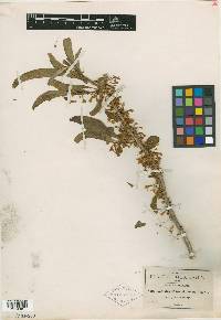 Acnistus arborescens image