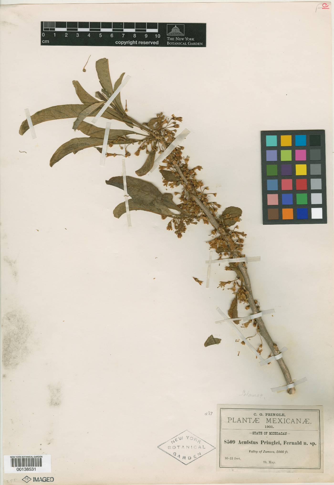 Acnistus arborescens image