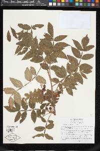 Bursera palmeri image