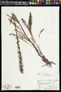 Pedicularis groenlandica image