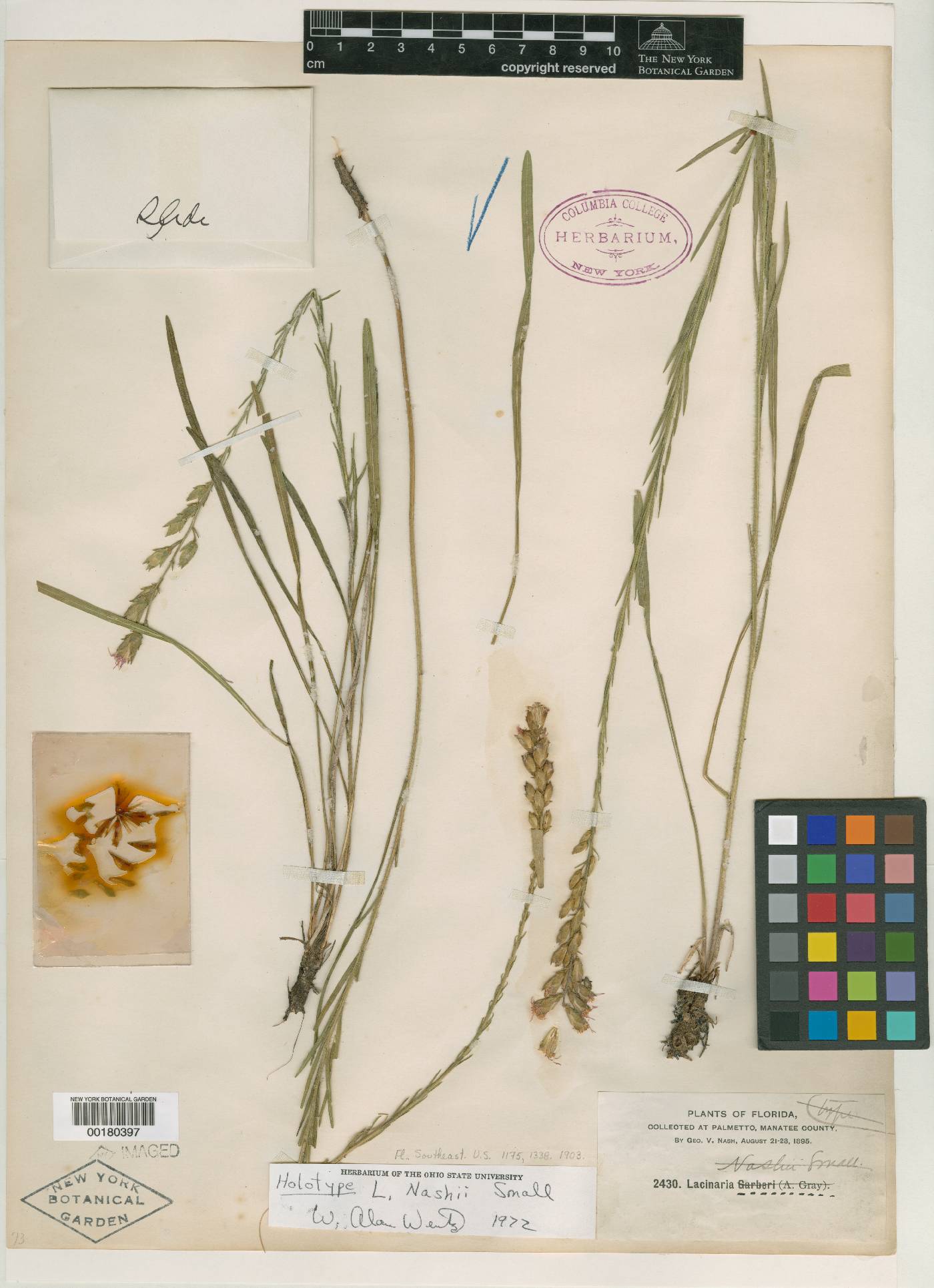 Lacinaria nashii image
