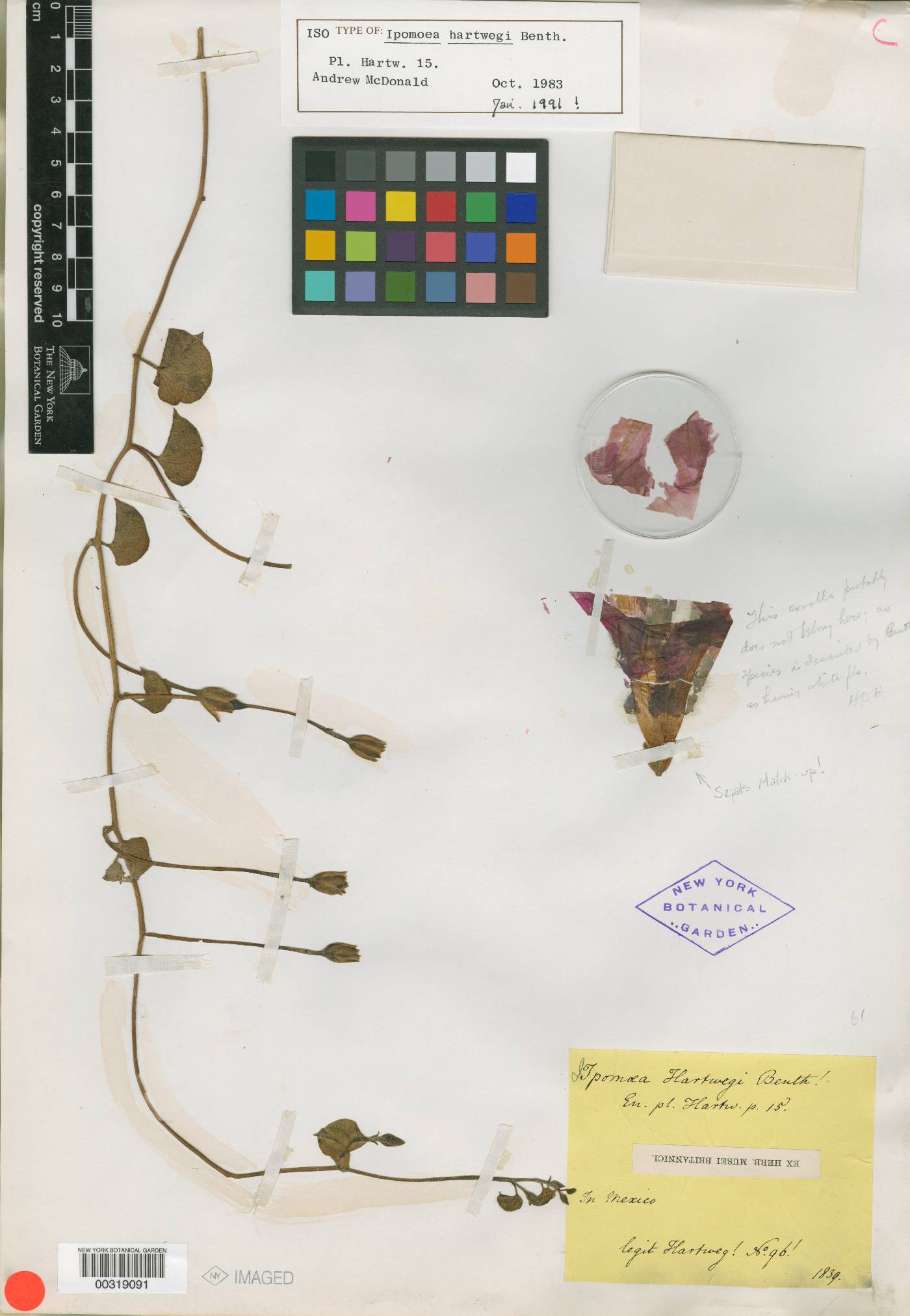 Ipomoea hartwegii image