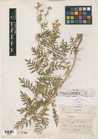 Polemonium molle image