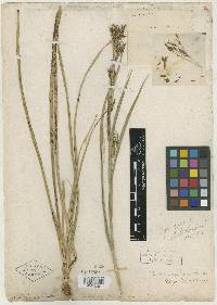 Rhynchospora dodecandra image