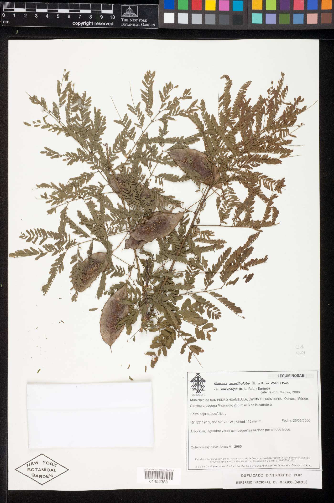 Mimosa acantholoba image