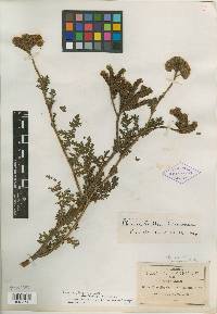 Phacelia coulteri image