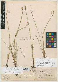 Sisyrinchium idahoense image