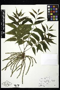 Carya illinoinensis image