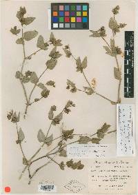 Mirabilis pudica image