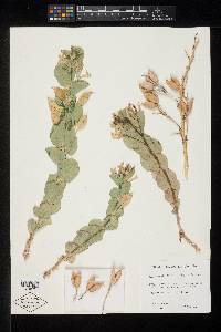 Astragalus asclepiadoides image