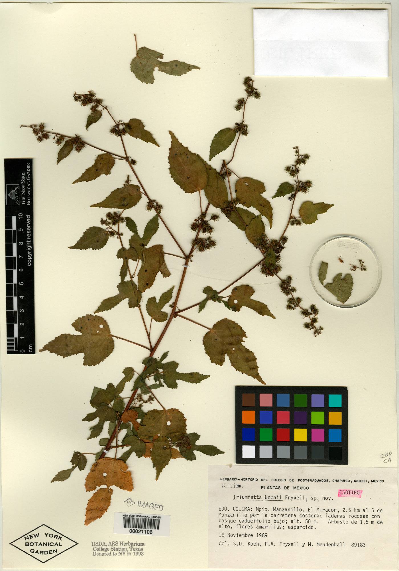 Triumfetta kochii image