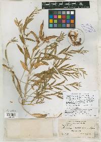 Amsonia tomentosa image