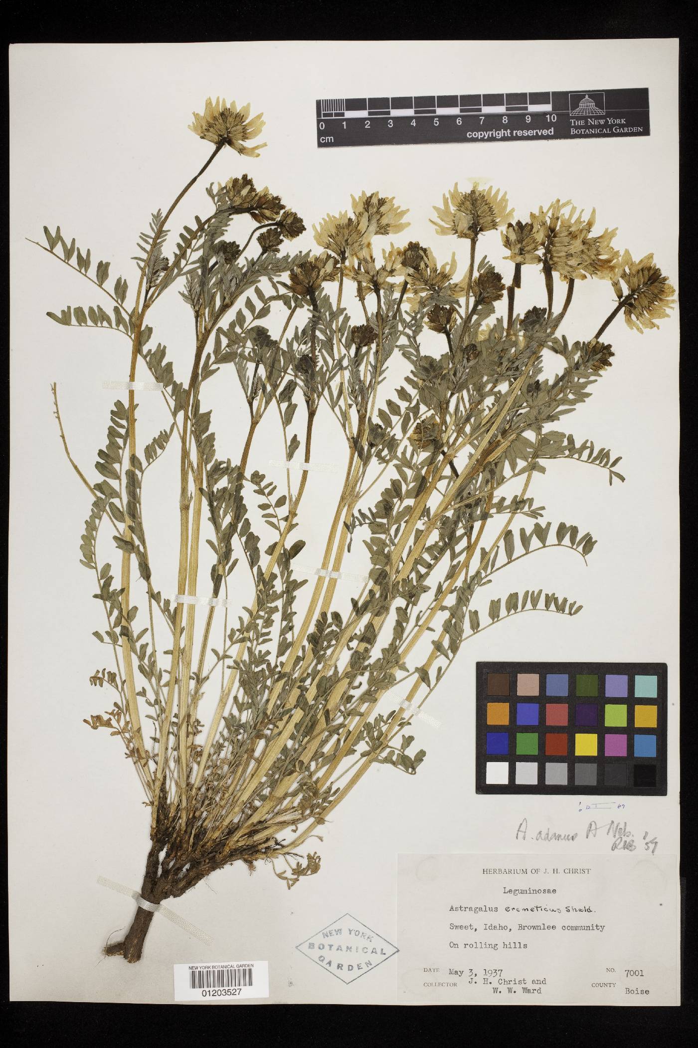 Astragalus adanus image