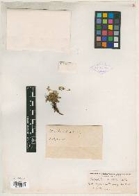 Image of Potentilla callida