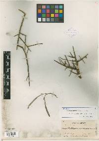Acanthothamnus aphyllus image