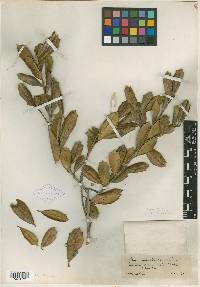 Ilex arenicola image