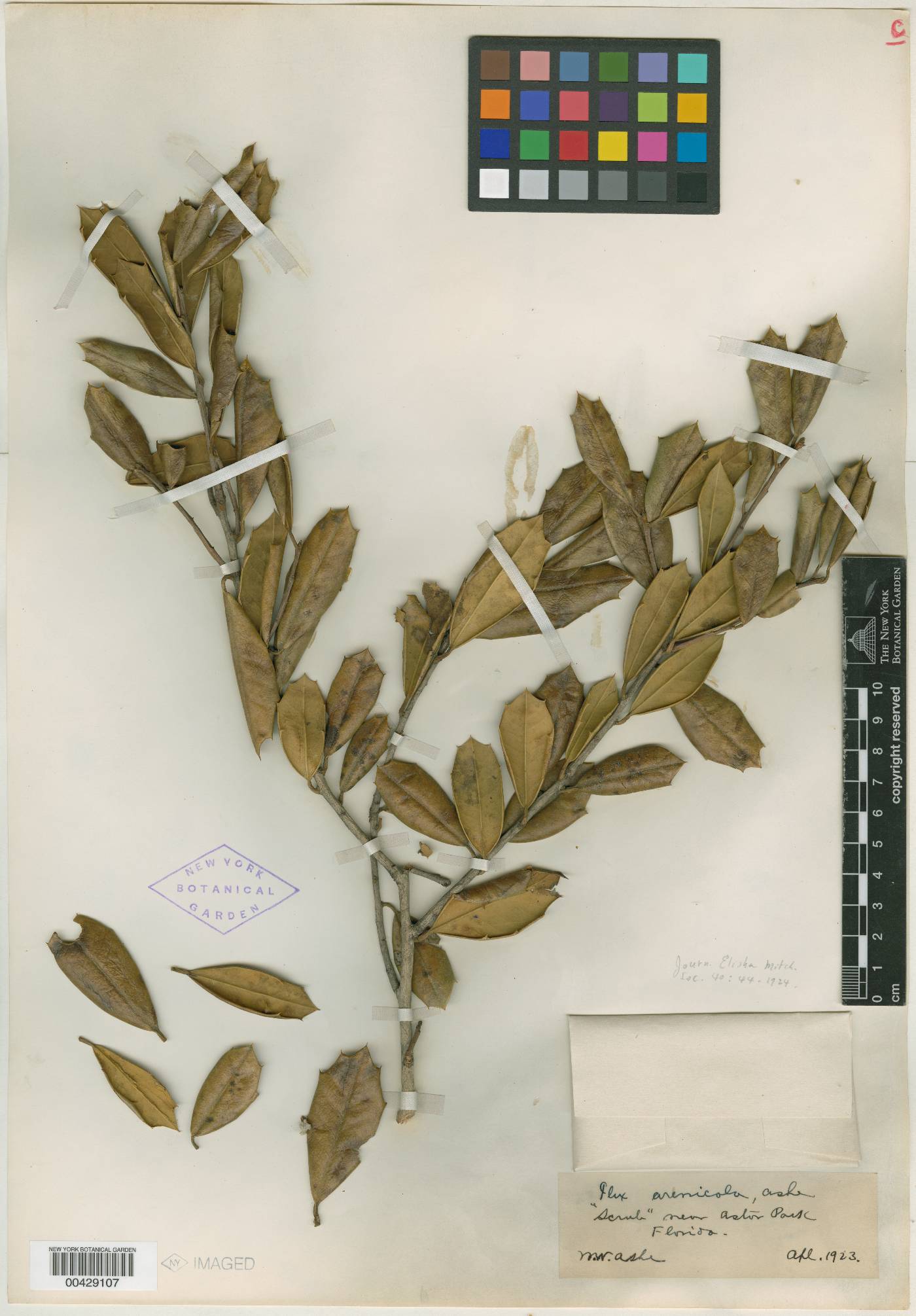 Ilex arenicola image