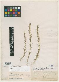 Hedeoma hyssopifolia image