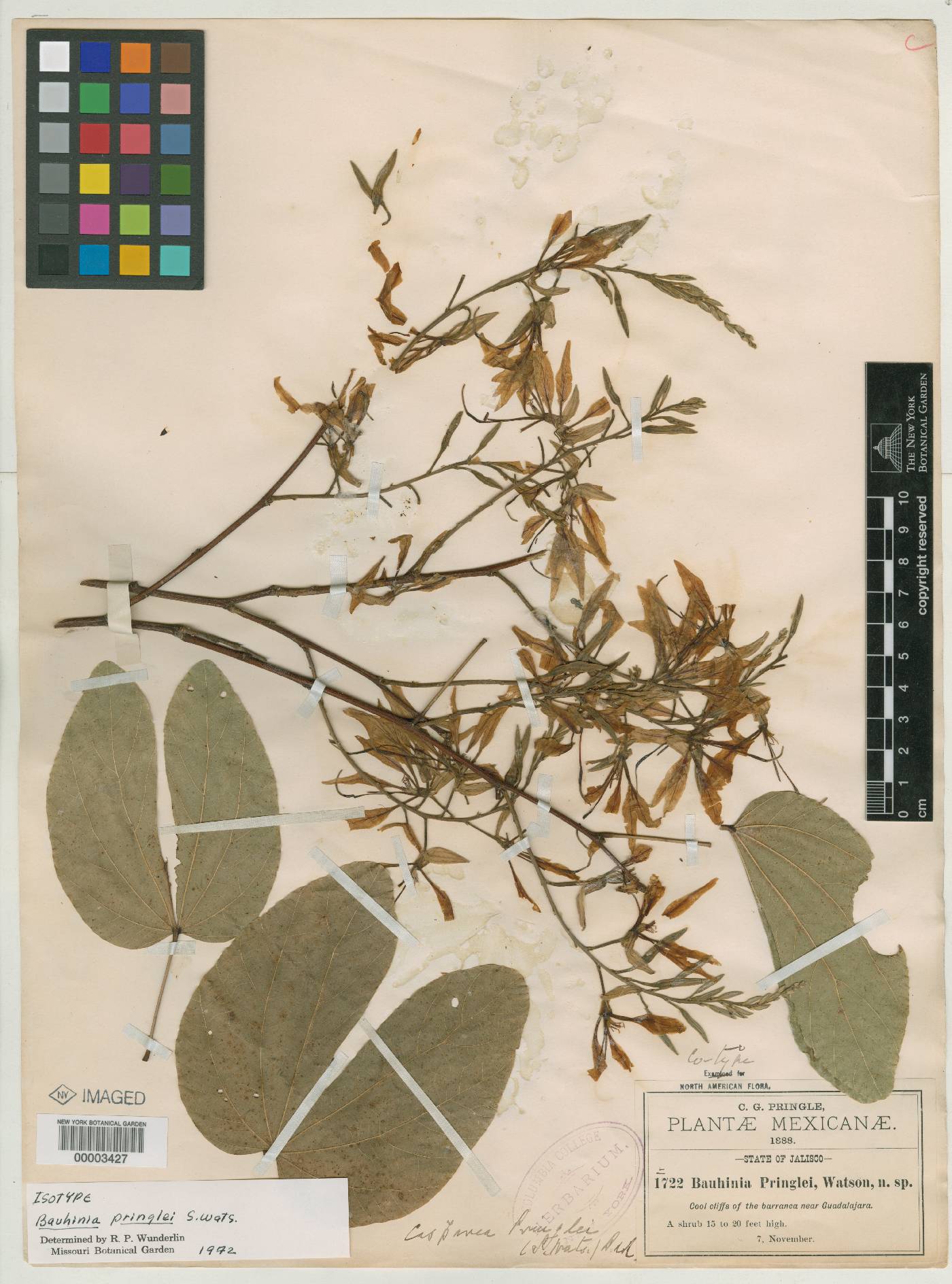 Bauhinia pringlei image