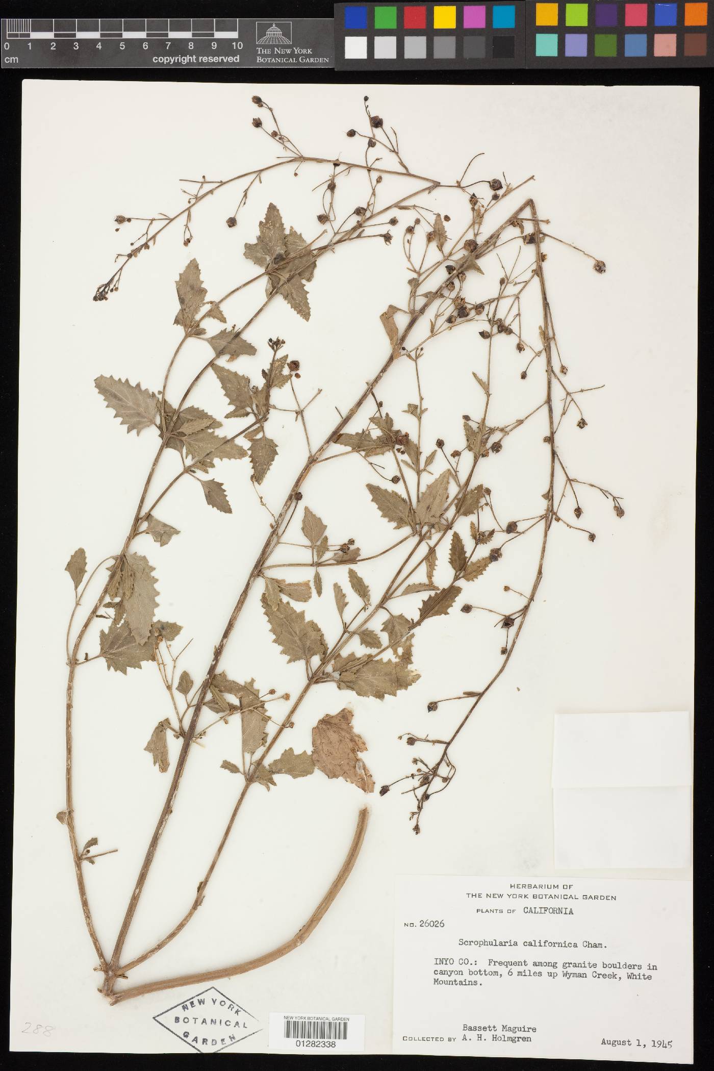 Scrophularia desertorum image