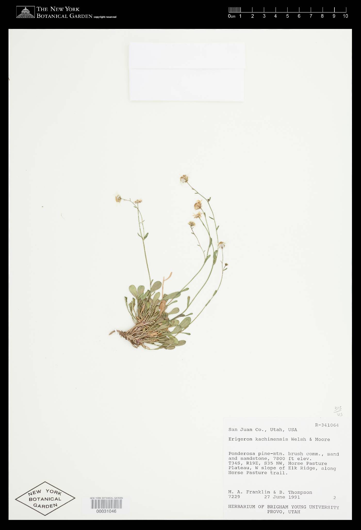 Erigeron kachinensis image