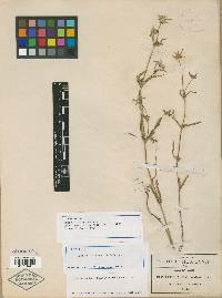 Crusea psyllioides image