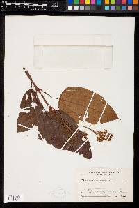 Miconia caudata image
