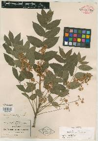 Trichilia pringlei image