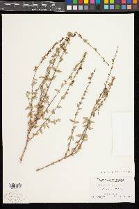 Keckiella rothrockii var. rothrockii image