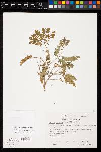 Albizia tomentosa image