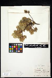 Thuja occidentalis image