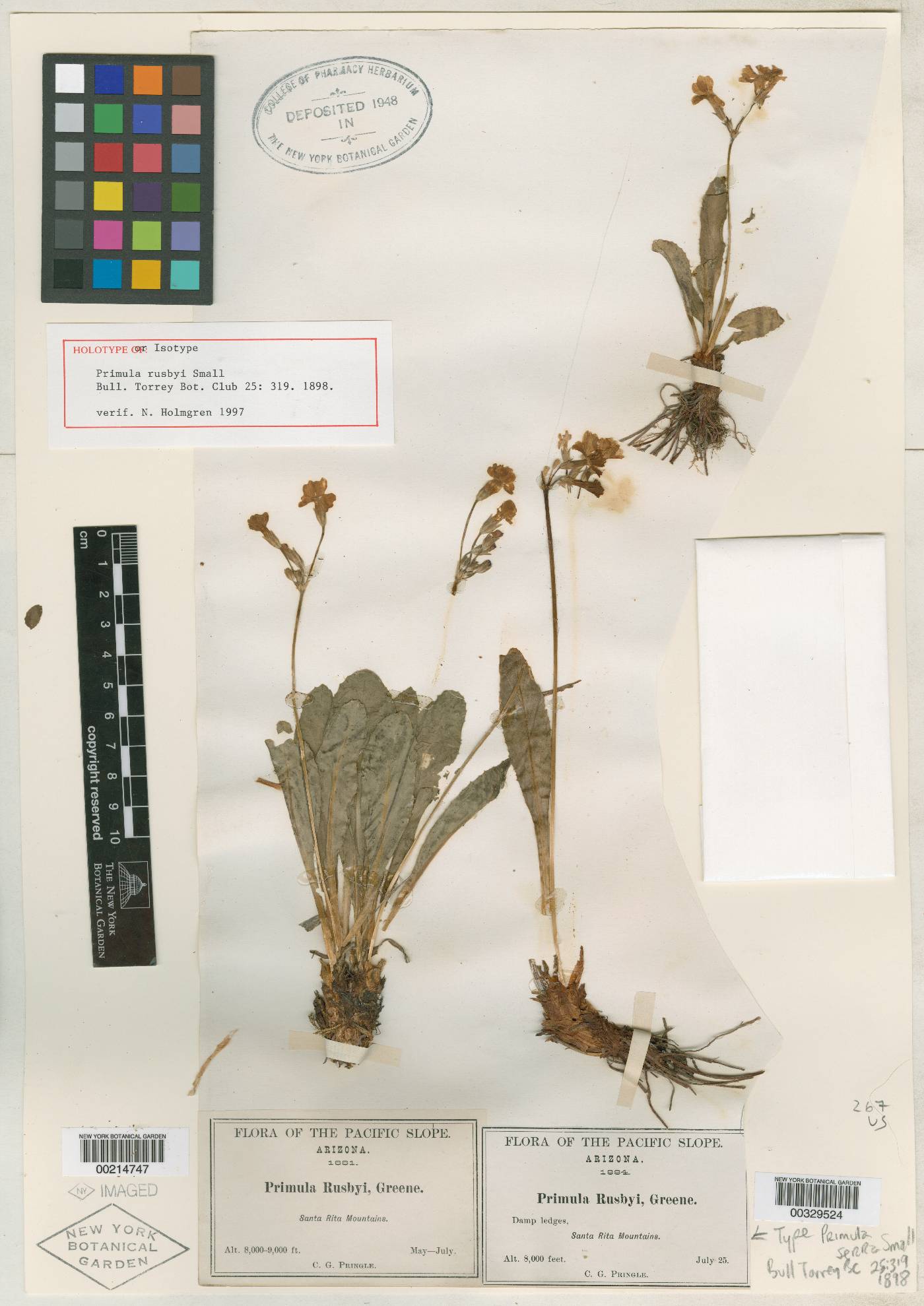 Primula serra image