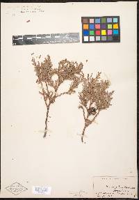 Thuja occidentalis image