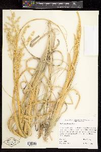 Panicum urvilleanum image