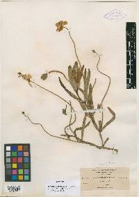 Platystemon tortuosus image