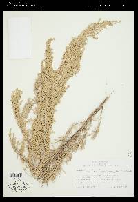 Artemisia tridentata image