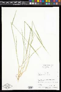 Aegilops cylindrica image