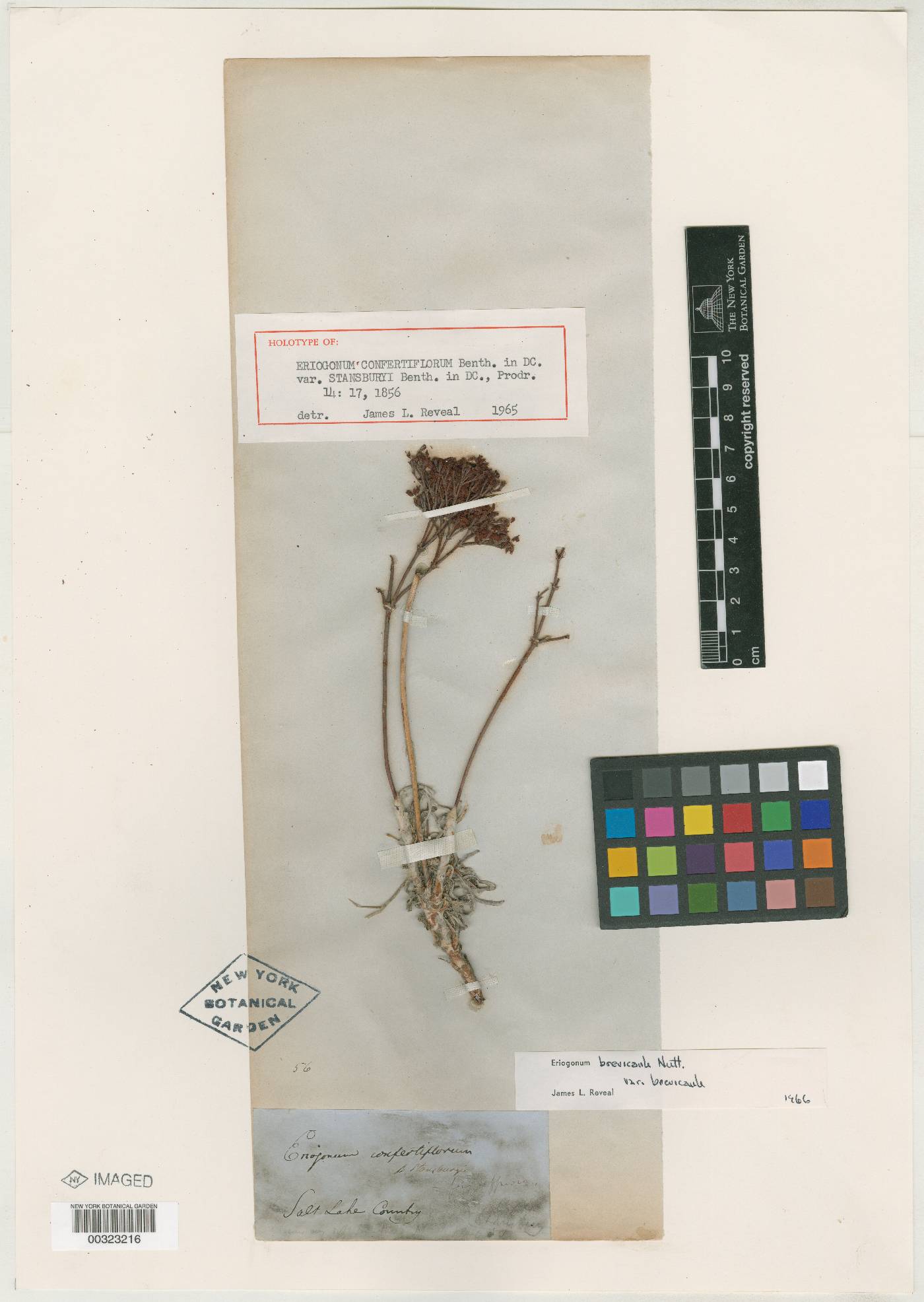 Eriogonum confertiflorum image