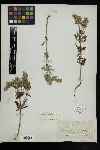 Dracocephalum parviflorum image