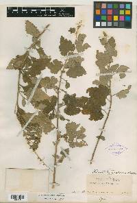 Ambrosia cordifolia image