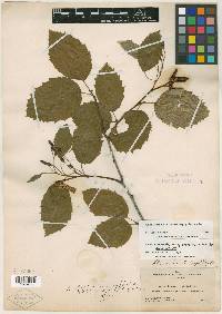 Alnus alnobetula subsp. sinuata image